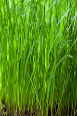 Fototapeta na wymiar fresh grass background