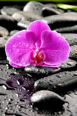 Macro of pink orchid on wet pebble