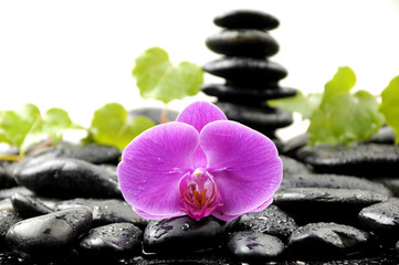 Fototapeta na wymiar Macro of pink orchid and green leaves on wet pebble