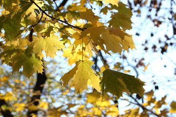 beautiful autumn maple leaves, close up
