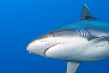 A grey shark jaws ready to attack close up portrait - obrazy, fototapety, plakaty