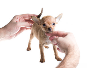 short haired chihuahua puppy in front of a white background