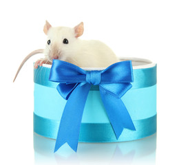 funny little rat in gift box, isolated on white