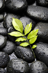 Fototapeta na wymiar green plant on wet pebble in water drops