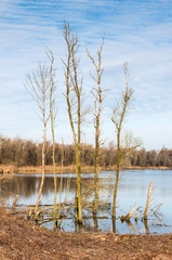 Desolate forest in autumn