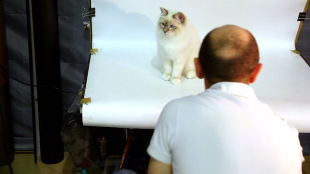 Photographer work with cat on white background in studio