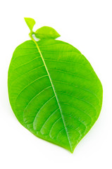 Obraz premium Green leaf