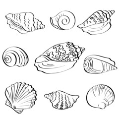Set seashells, outline