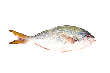 fish from the andaman sea