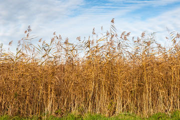 Closeup of golden reed in autumn