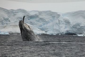 Obraz premium Buckelwale in der Antarktis