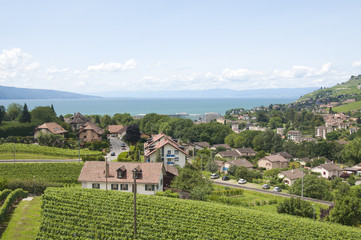 Fototapeta na wymiar Domy pośród winnic Jeziora Genewskiego w Vevey, Szwajcaria
