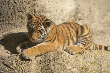 Small tiger