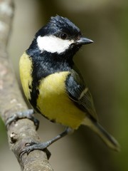 Fototapeta premium Cinciallegra