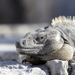 iguana square