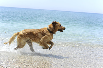 Golden retriever jumping in the water