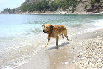 Golden retriever jumping in the water