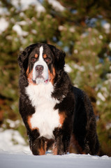 family dog portrait in the snow bernese sennenhund