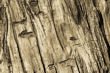 wood texture