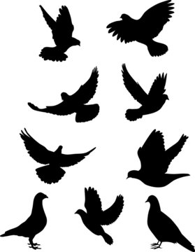 Pigeon silhouettes
