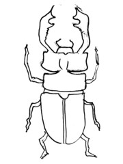 Hand drawn, vector, sketch illustration of stag-beetle