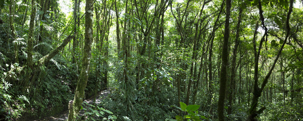 Obraz premium Cloud forest in Costa Rica