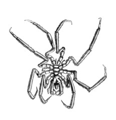 Krustentier - Crustacé - Shellfish