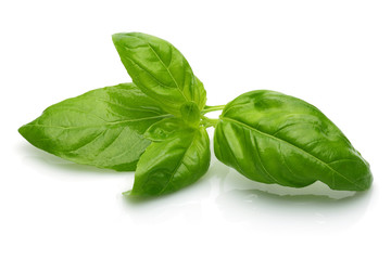 Fresh Basil