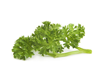 parsley on white background