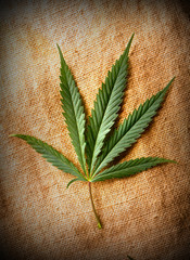 Cannabis leaf