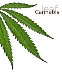 cannabis leaf