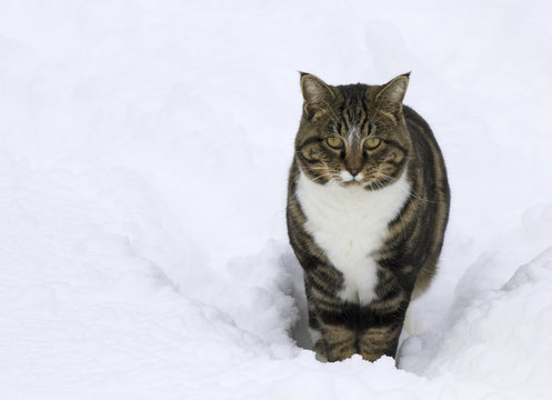 Male tabby house cat with unhappy face in snow
