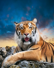 Tiger on the sky background - 47961574