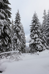 Winter Carpathian mountains