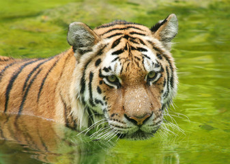 Amur Tiger in Water © ctppix