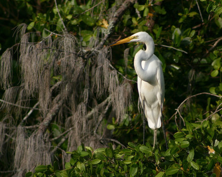 Great White Egret on The Banyan Tree