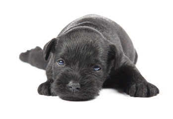 Miniature Schnauzer black puppy