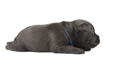 Miniature Schnauzer black puppy