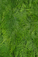 Naklejka na ściany i meble Asparagus fern background