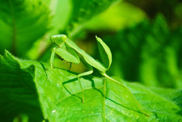 Grasshopper perching on a leaf