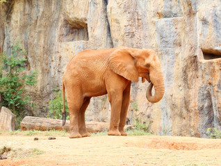Fototapeta na wymiar Afrykański słoń stojący na glebie
