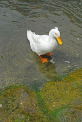 white duck