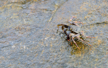 Ocean crab