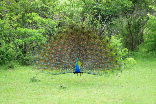 Fototapeta peacock