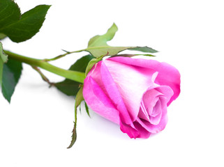 Fototapeta na wymiar Pink rose on white