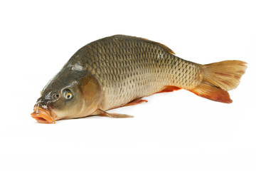 Carp has tasty dietary meat.