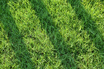 Green Grass filed