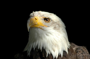 Weißkopfseeadler
