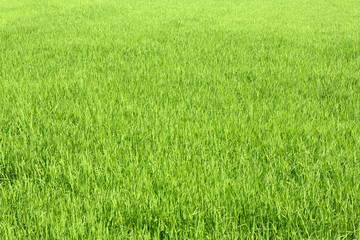 Rice field