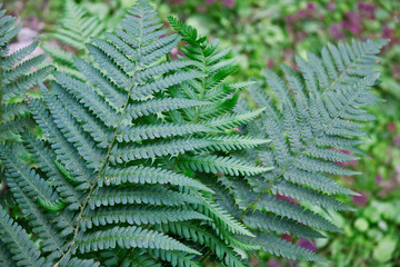 Fern leaf